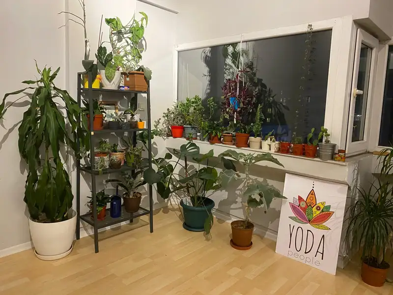 Yoda People - İstanbul Kadıköy
