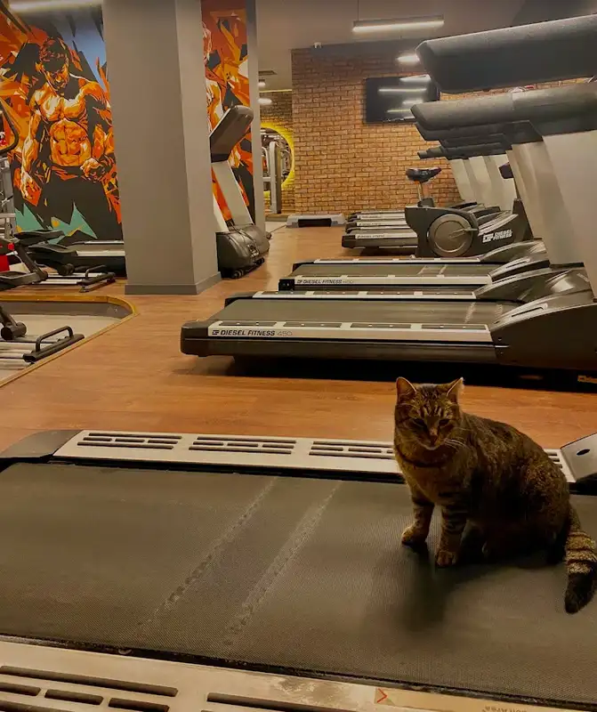 Deep Academia Fitness Center görsel 3
